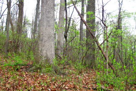 Basic Oak - Hickory Forest at Harpers Ferry NHP
