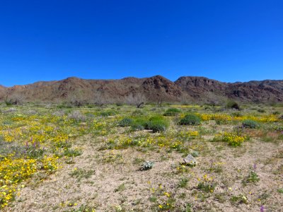 Cottonwood Spring with Wildflowers at Joshua Tree NP in CA