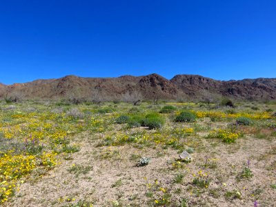 Cottonwood Spring with Wildflowers at Joshua Tree NP in CA photo