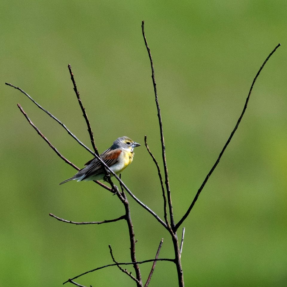 Dickcissel