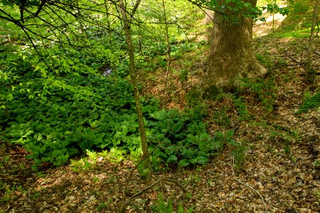 Transition between two natural communities