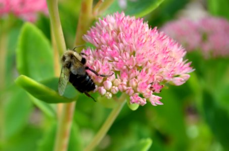 Blumble bee on sedum photo