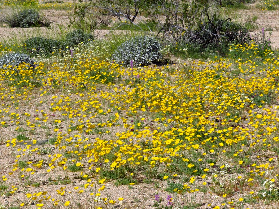 Cottonwood Spring with Wildflowers at Joshua Tree NP in CA