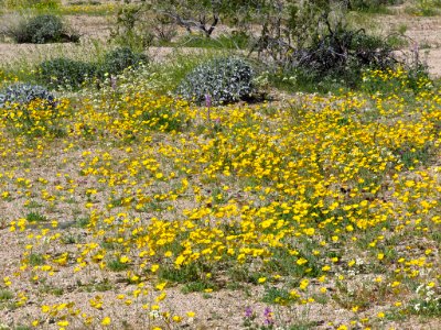 Cottonwood Spring with Wildflowers at Joshua Tree NP in CA