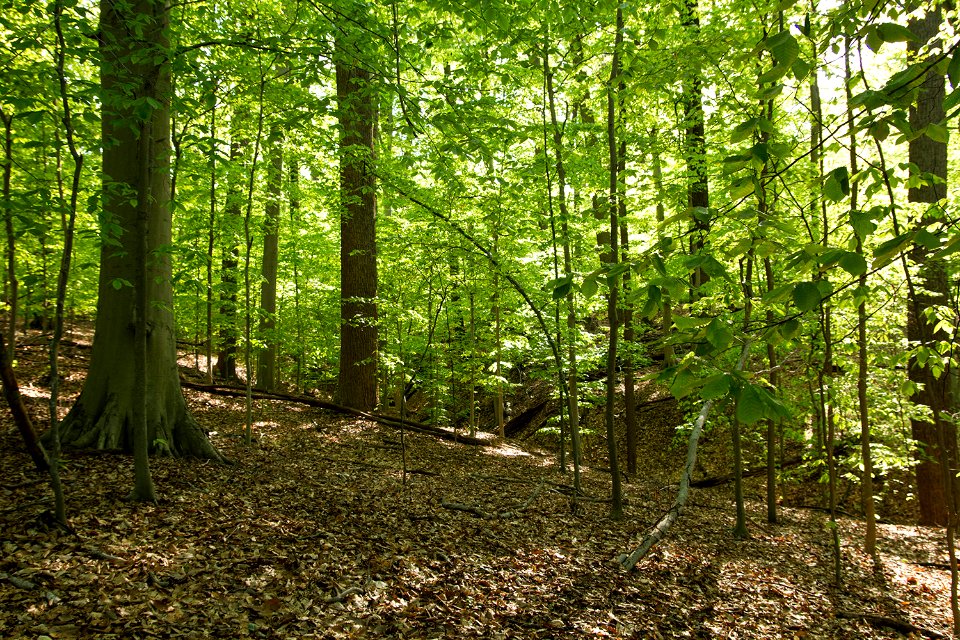 Mesic Mixed Hardwood Forest