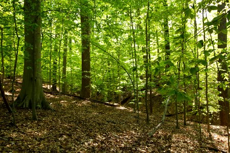Mesic Mixed Hardwood Forest