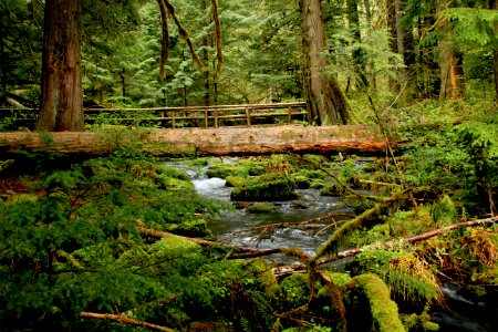 McKenzie River Hiking Trail, Oregon