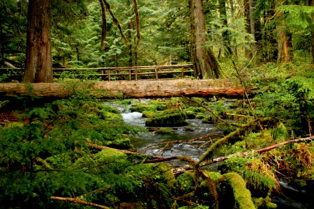 McKenzie River Hiking Trail, Oregon photo