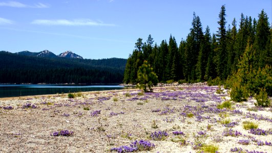 wildflowers on beach photo