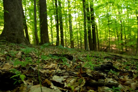 Cutleaf Toothwort photo