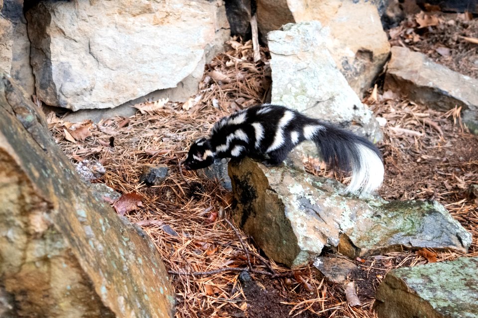 Eastern Spotted Skunk