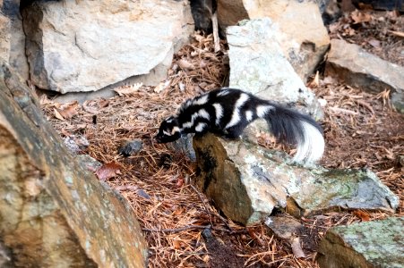 Eastern Spotted Skunk