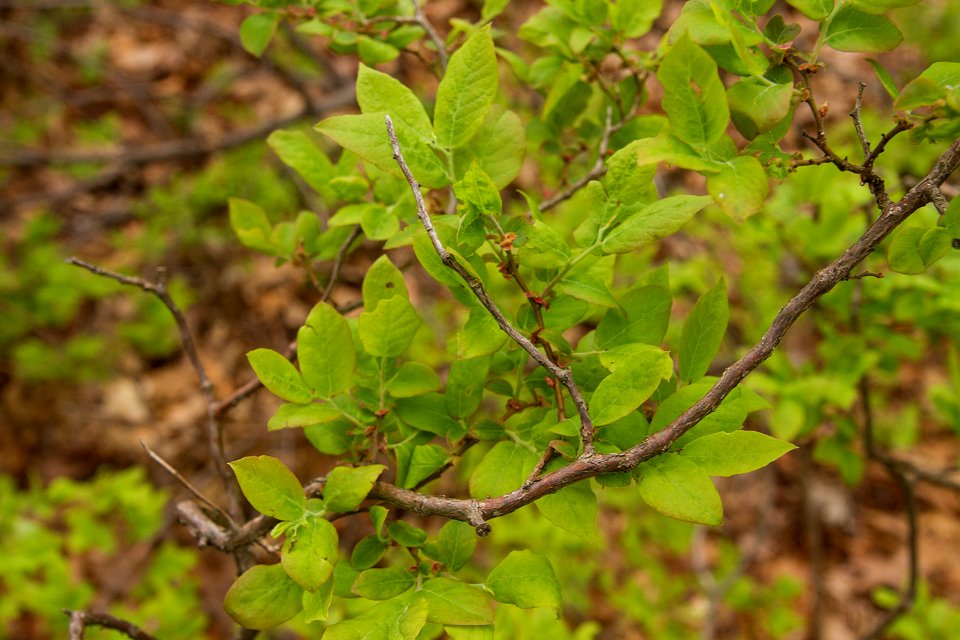 Deciduous heath family shrub