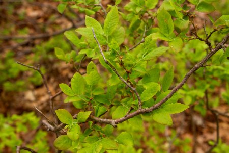 Deciduous heath family shrub
