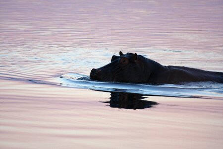 Swimming namibia wild animals photo