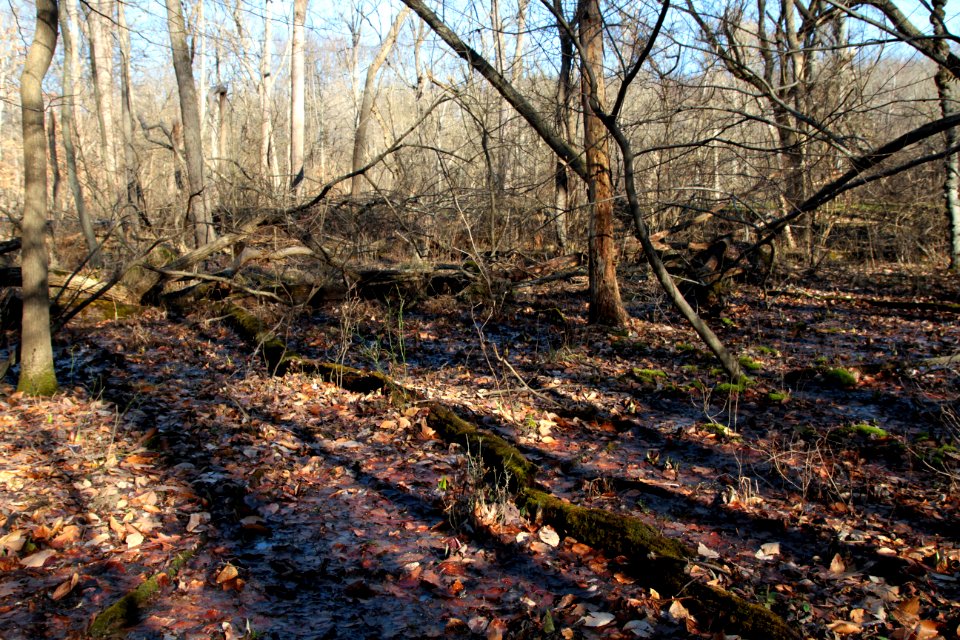 Red Maple Seepage Swamp