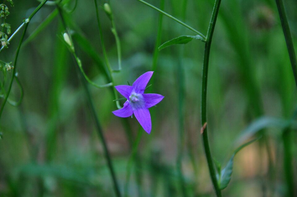 Flower forest field