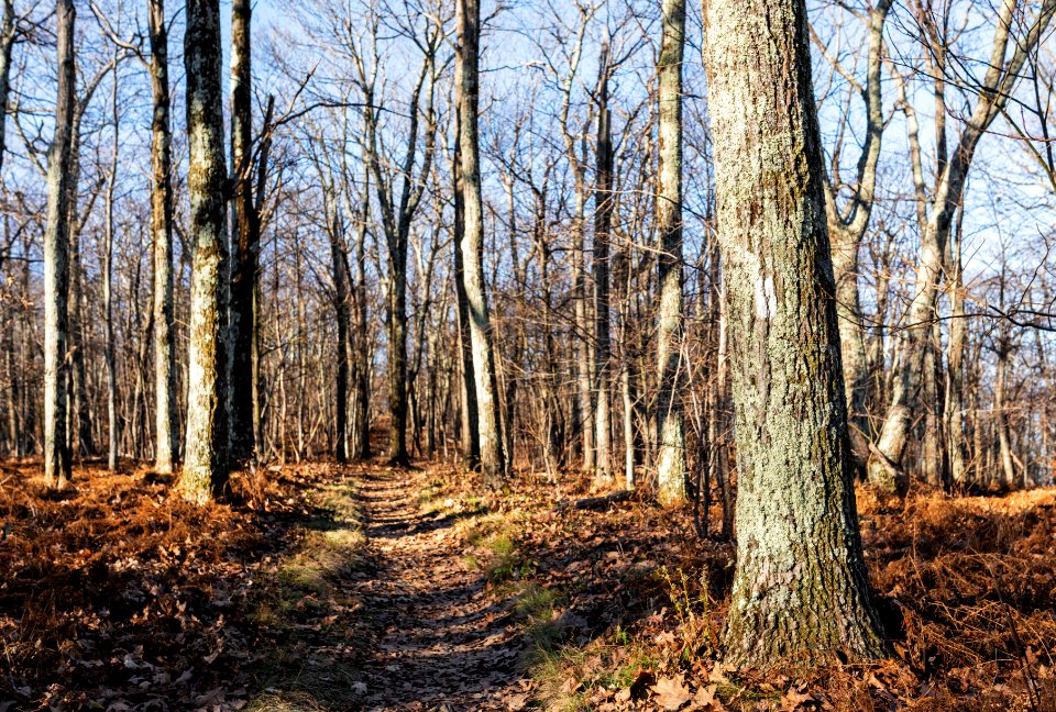 The A.T. in Late Fall