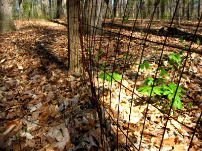 Off-limits to deer