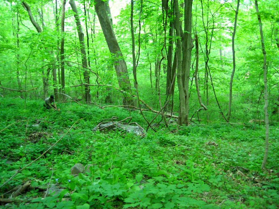 Rich Cove / Mesic Slope at Harpers Ferry NHP