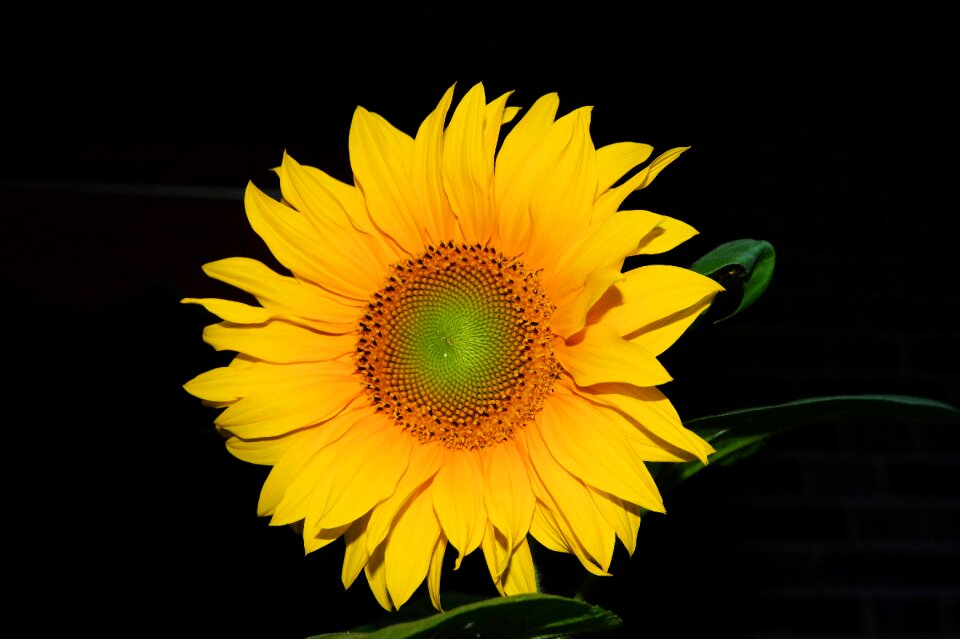 Yellow flower summer