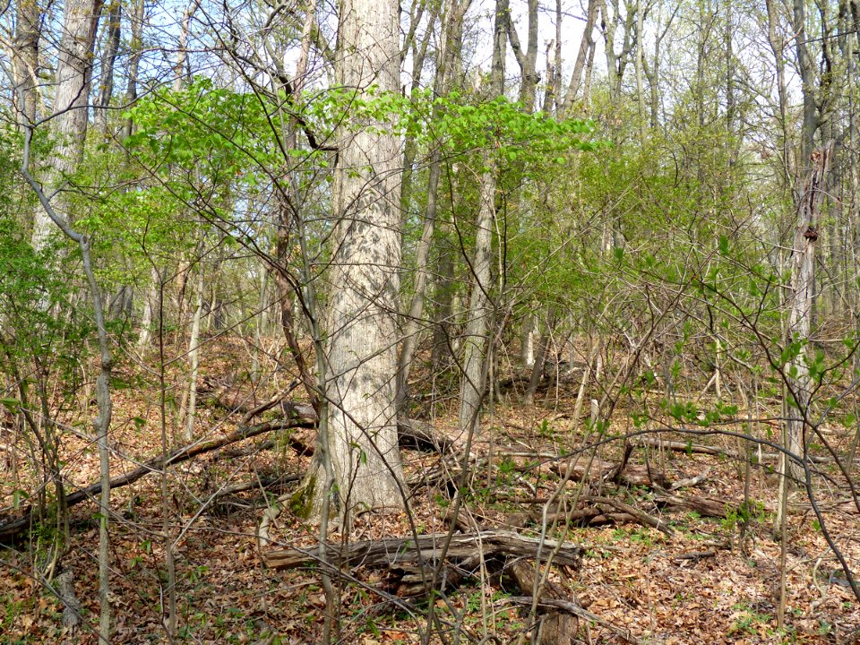 Basic Oak - Hickory Forest at Harpers Ferry NHP