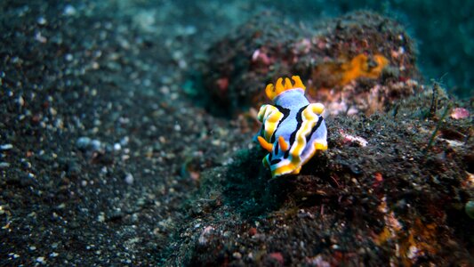 Turan ben bali underwater