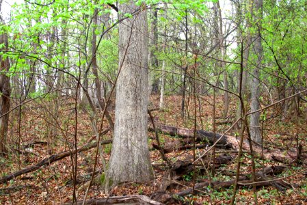 Basic Oak - Hickory Forest at Harpers Ferry NHP photo