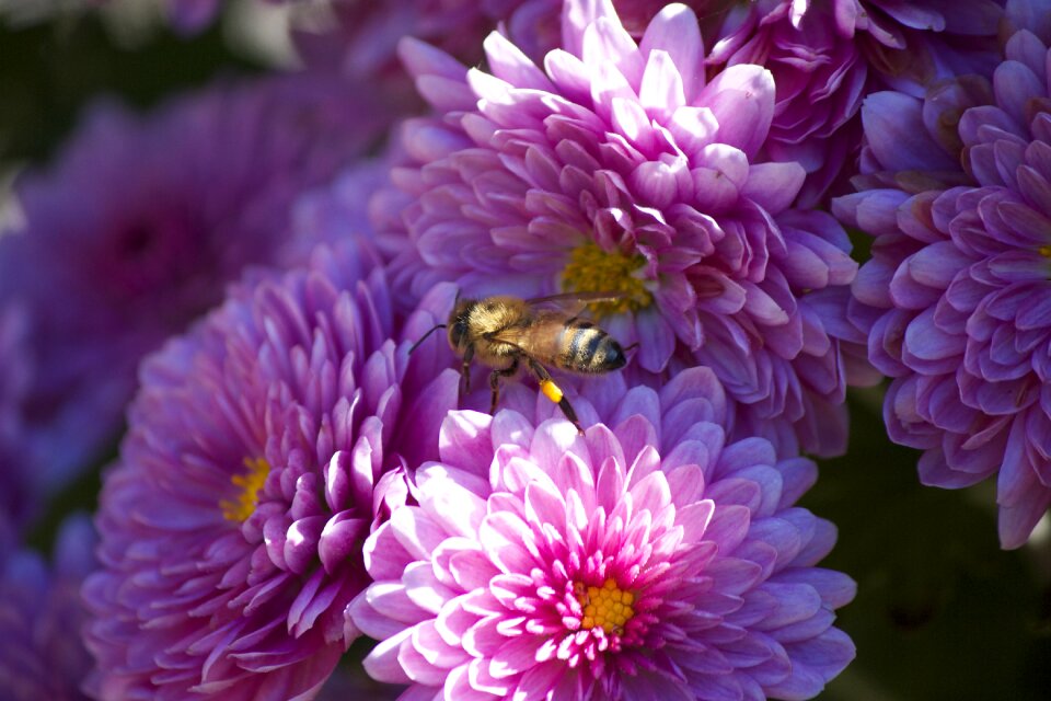 Bee insect pollen