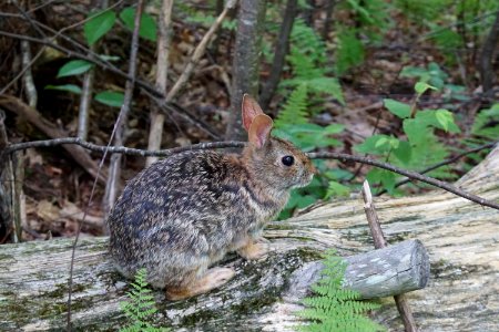 Eastern Cottontail photo