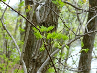 American bladdernut starting to bloom photo