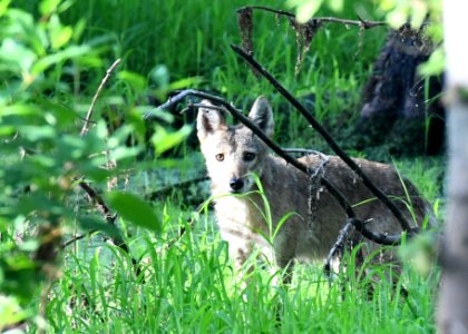 Young Coyote