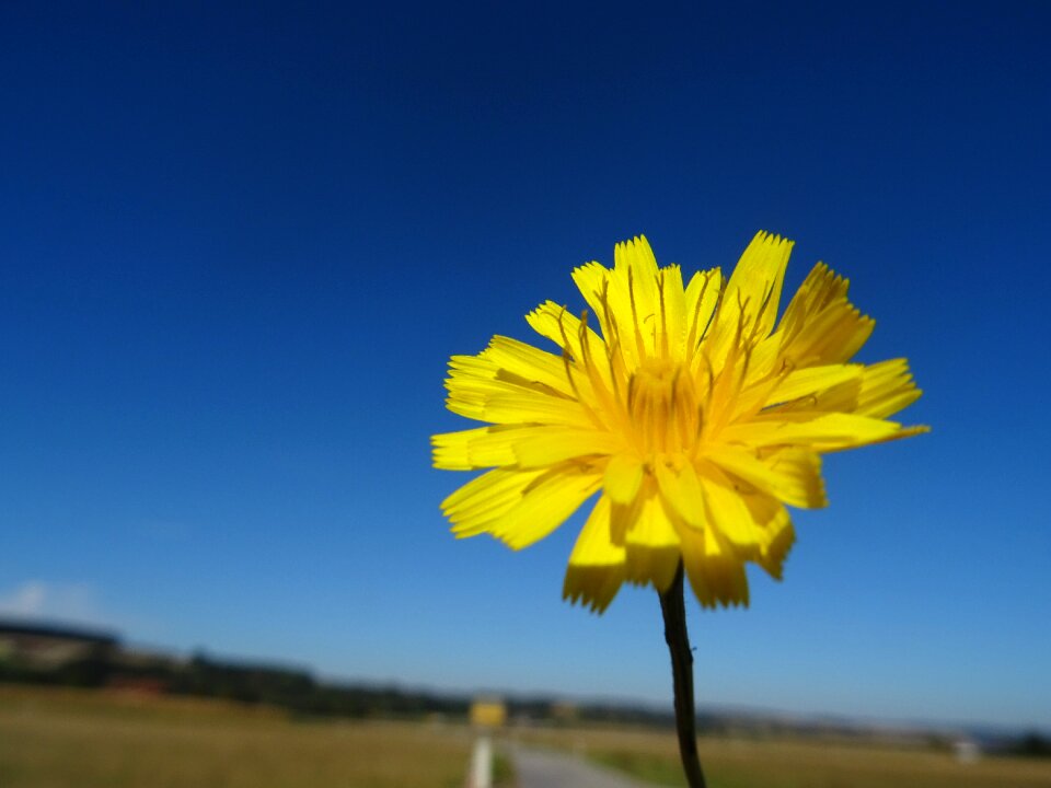 Bloom nature plant photo