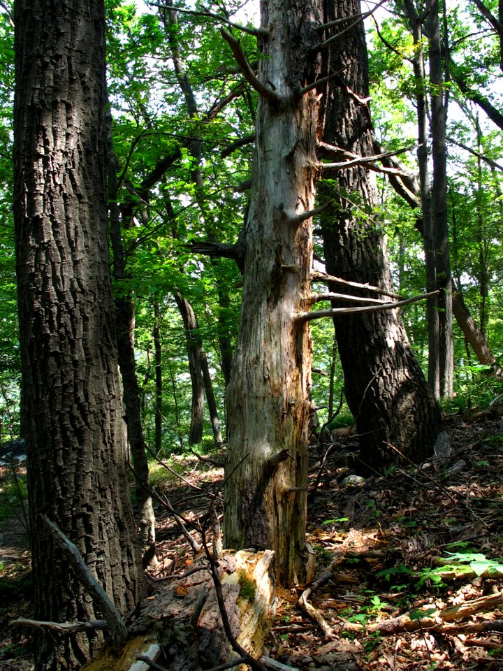 Eastern Hemlock - Hardwood Forest at Harpers Ferry NHP