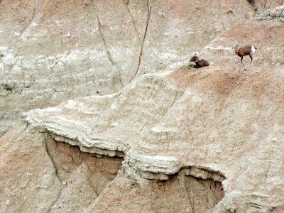 Sheep at Badlands NP in SD