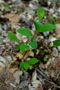 Northern spicebush