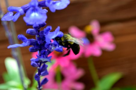 Bumble bee head first in a salvia bloom head first photo
