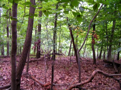Dry Chestnut Oak - Northern Red Oak / Heath Forest at Harpers Ferry NHP