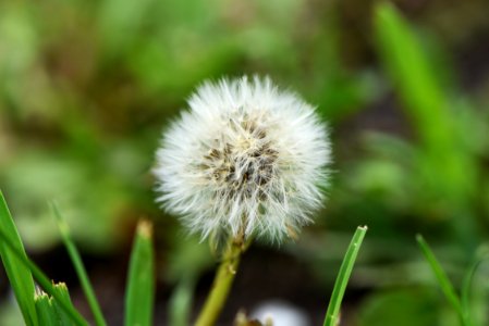 Common dandelion