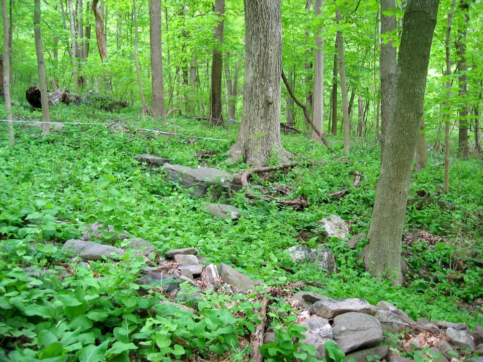 Rich Cove / Mesic Slope at Harpers Ferry NHP