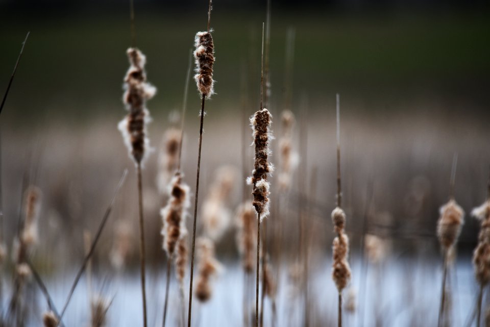 Cattails along a wetland