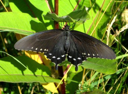 Pipevine Swallowtail photo