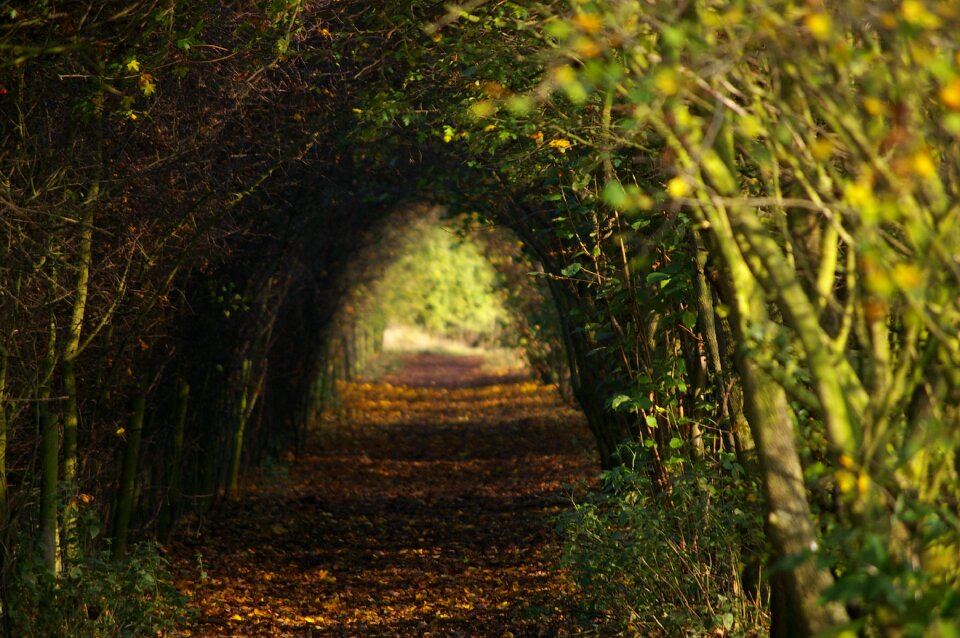 Path nature walking