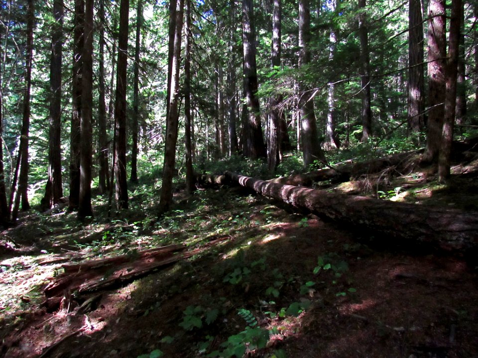 Falls Creek Falls Trail at Gifford Pinchot NF in WA