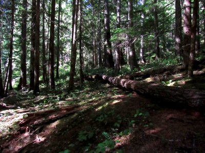 Falls Creek Falls Trail at Gifford Pinchot NF in WA