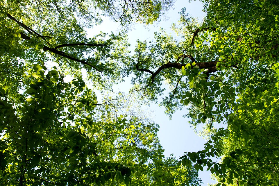 The View From Below