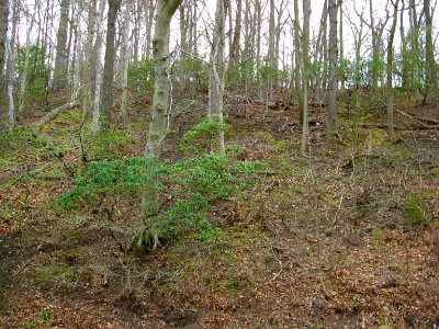 Oak - Beech / Heath Forest photo