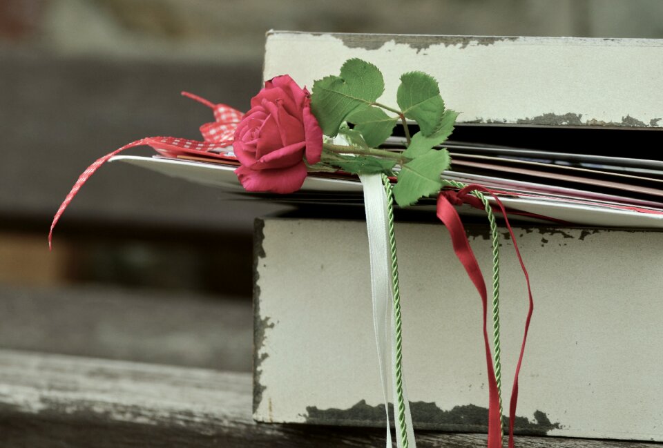 Friendship bands rose bloom