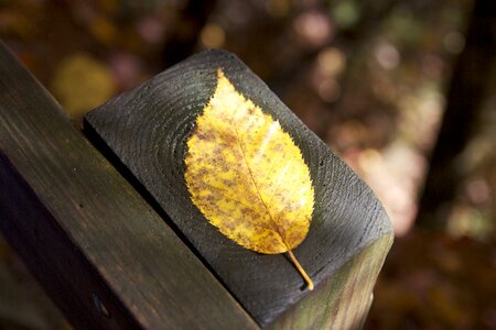 Fall yellow post