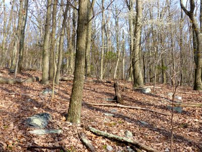 Chestnut Oak Forest at Harpers Ferry NHP